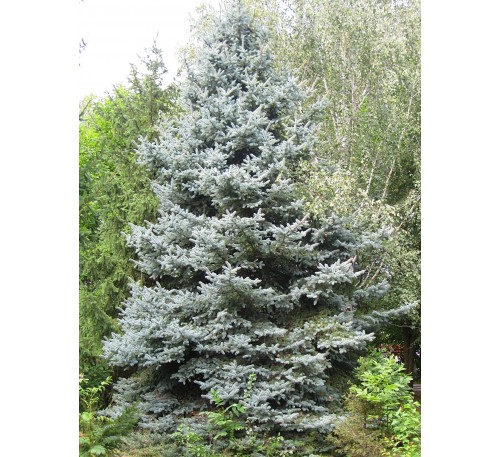Ель колючая Маджестик Блю (Majestic Blue) С2